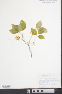 Staphylea trifolia image