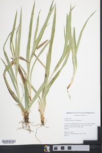 Carex abscondita image