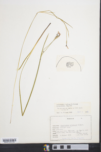 Sisyrinchium atlanticum image