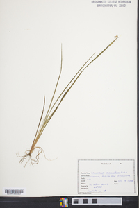 Sisyrinchium mucronatum image