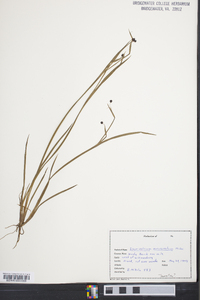 Sisyrinchium mucronatum image