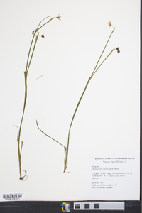 Sisyrinchium mucronatum image