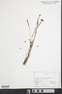 Sisyrinchium mucronatum image