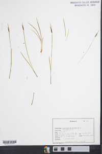 Sisyrinchium mucronatum image