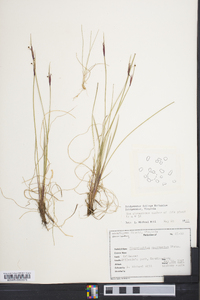 Sisyrinchium mucronatum image