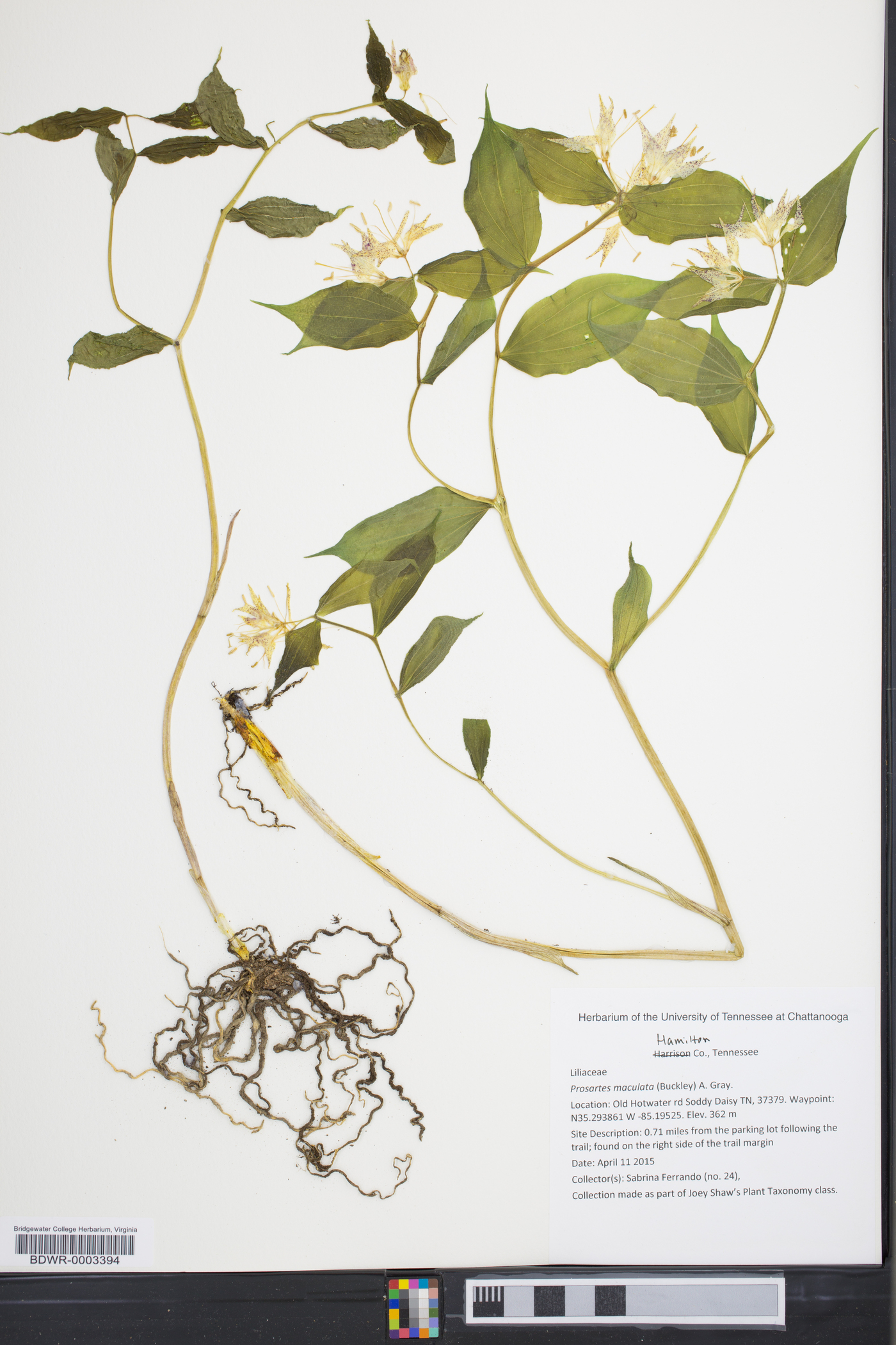 Prosartes maculata image