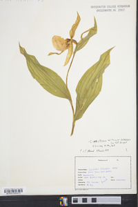 Cypripedium parviflorum var. pubescens image