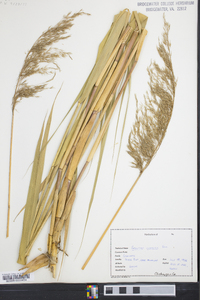 Phragmites australis image