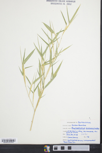 Phyllostachys aureosulcata image