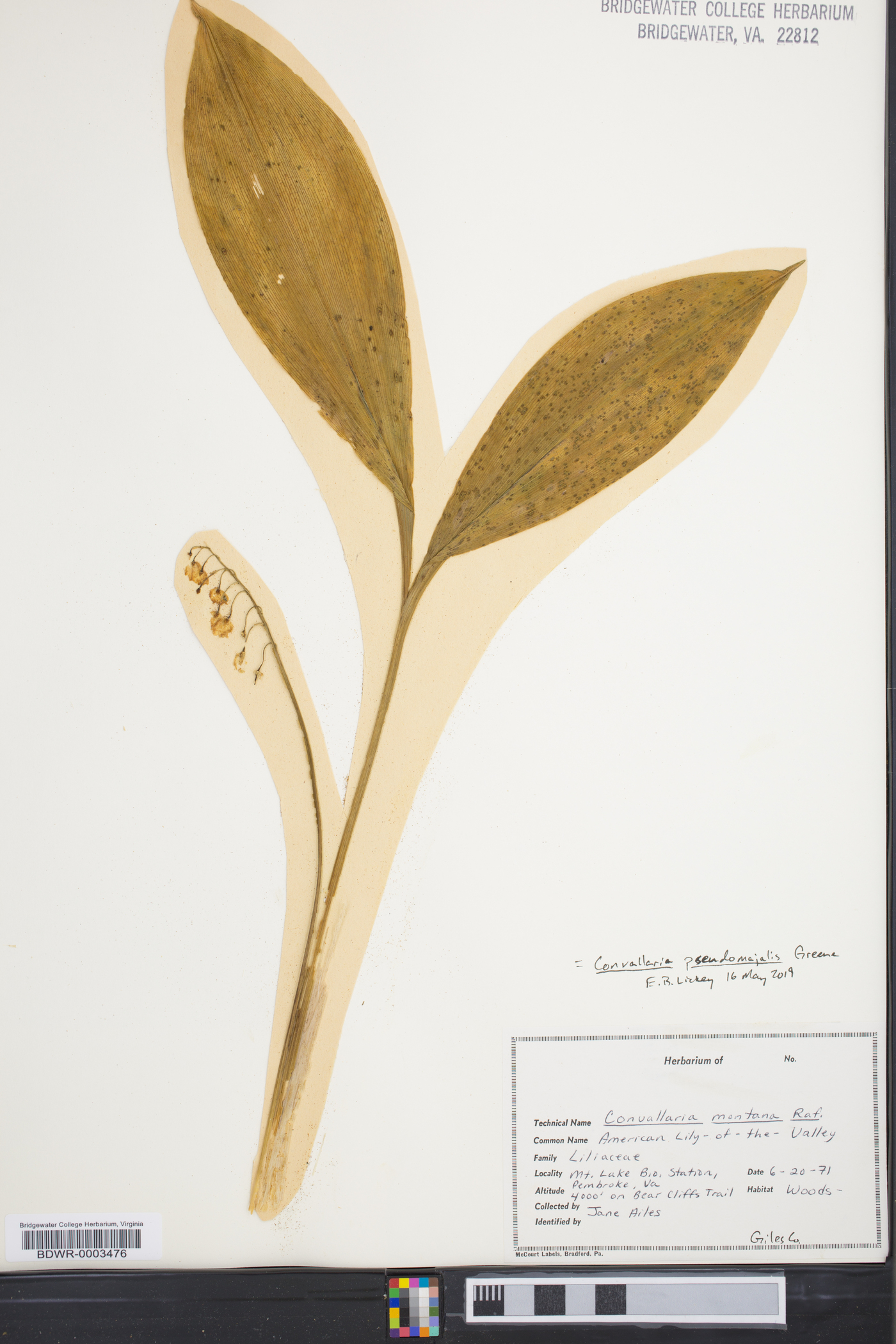 Convallaria pseudomajalis image