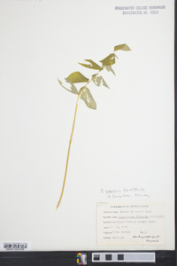 Polygonatum pubescens image