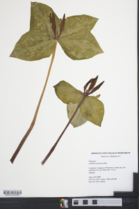 Trillium cuneatum image