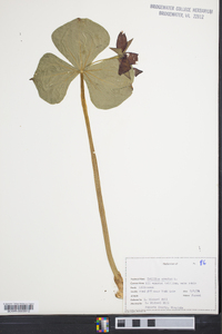 Trillium erectum image