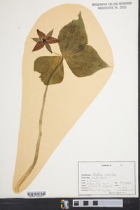 Trillium erectum image