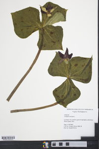 Trillium erectum image