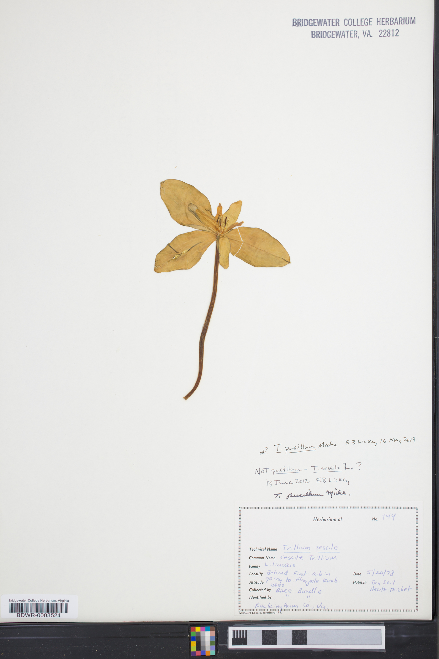 Trillium pusillum image