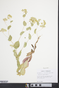 Bupleurum rotundifolium image