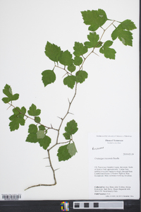 Crataegus iracunda image