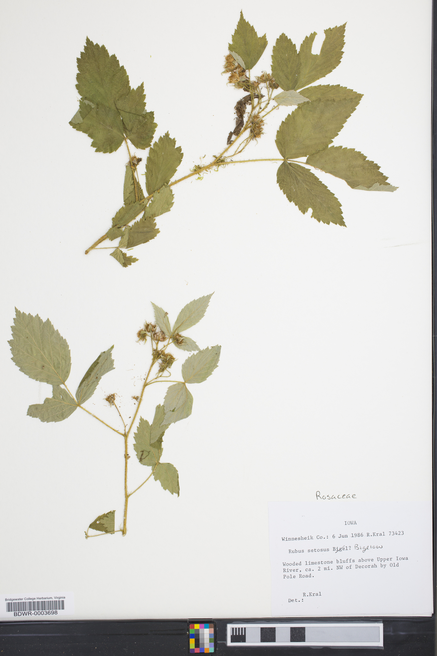 Rubus setosus image