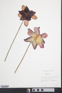 Sarracenia leucophylla image