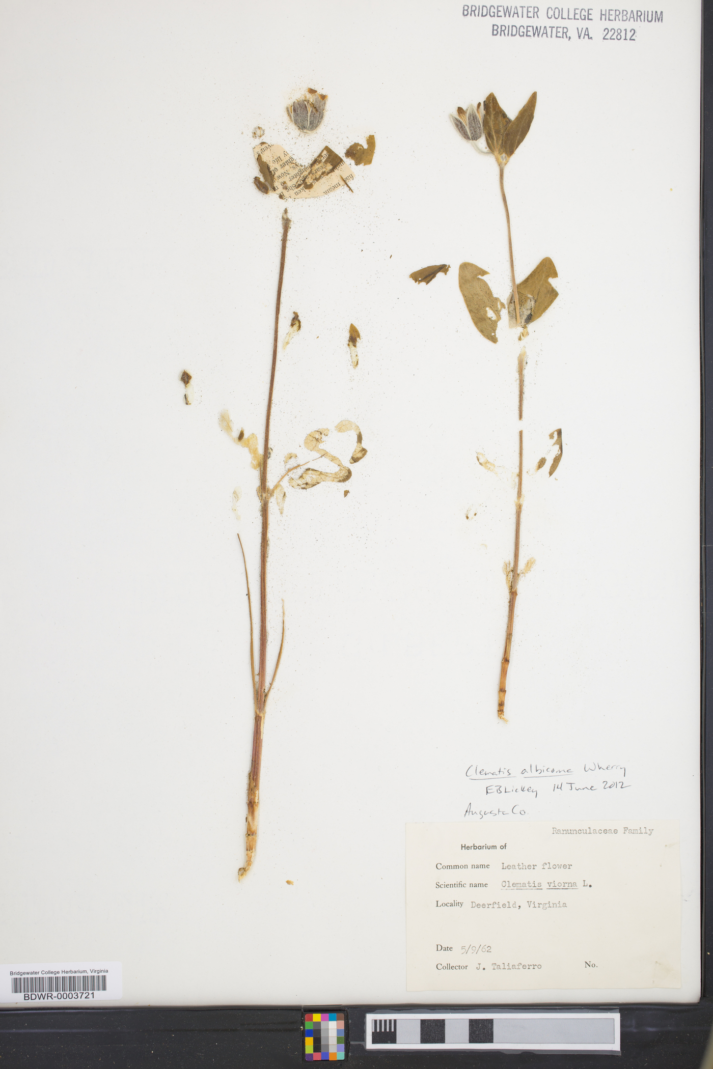 Clematis albicoma image