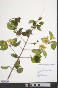 Viburnum lentago image