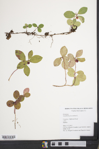 Gaultheria procumbens image