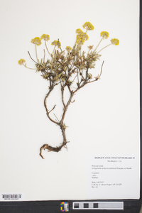 Eriogonum sphaerocephalum image