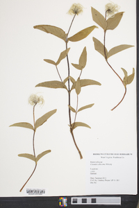 Clematis albicoma image