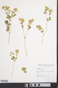 Potentilla argentea image