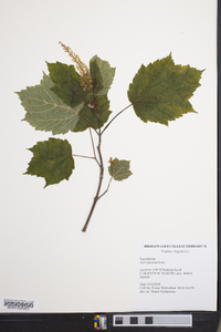 Acer spicatum image