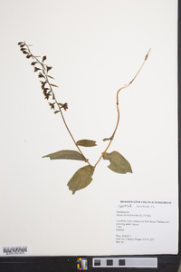 Epipactis helleborine image