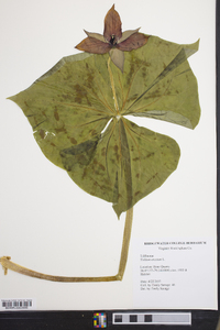 Trillium erectum image