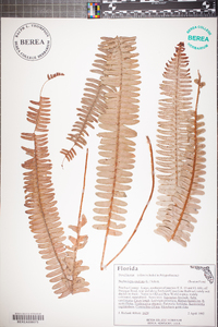 Nephrolepis exaltata image