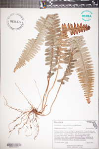 Nephrolepis exaltata image