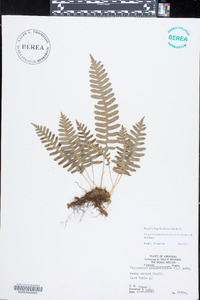 Pleopeltis polypodioides image