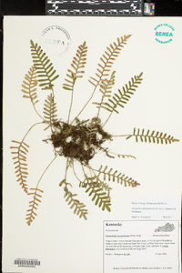 Pleopeltis polypodioides image