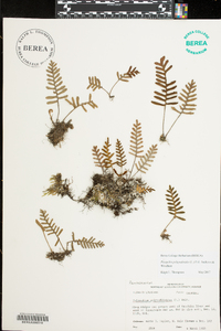 Pleopeltis polypodioides image