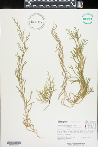 Selaginella oregana image