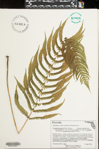 Thelypteris kunthii image