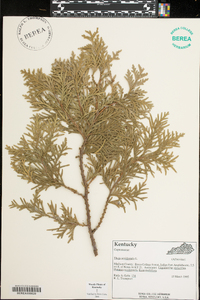 Platycladus orientalis image