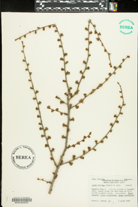 Larix laricina image