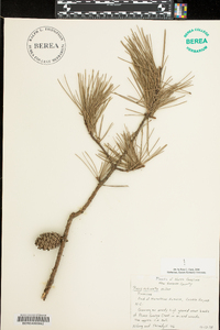 Pinus echinata image