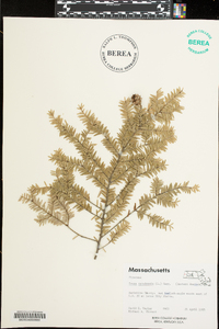 Tsuga canadensis image