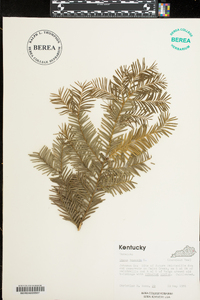 Taxus baccata image