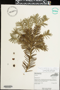 Taxus cuspidata image