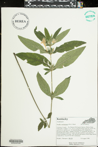 Ruellia caroliniensis image