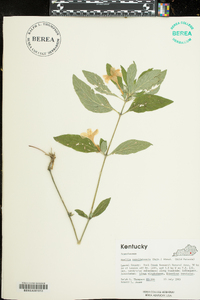 Ruellia caroliniensis image