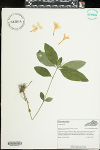 Ruellia caroliniensis image