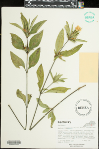 Ruellia caroliniensis image